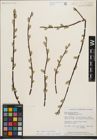 Foto von Salix humilis Marshall
